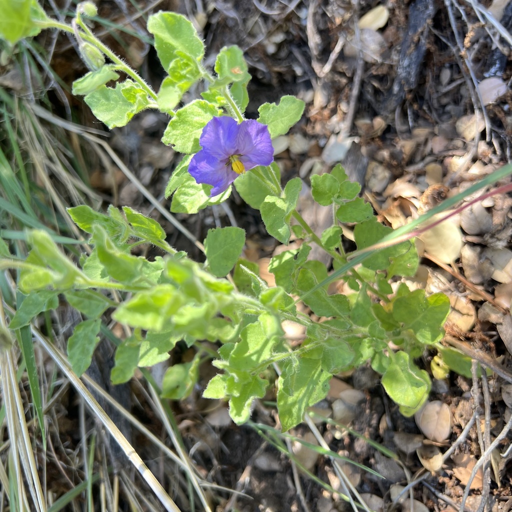 <p>flowers five petaled, purple or white, with two green dots at the base of each petal</p><p>classic Solanaceae flower yk the one</p><p>leaves alternate, lobed or entire, fuzzy</p>