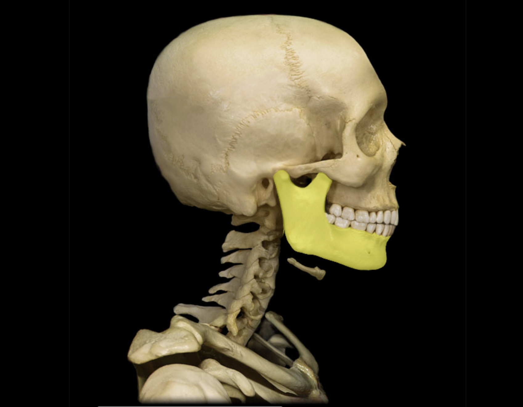 <p>Mandible</p>