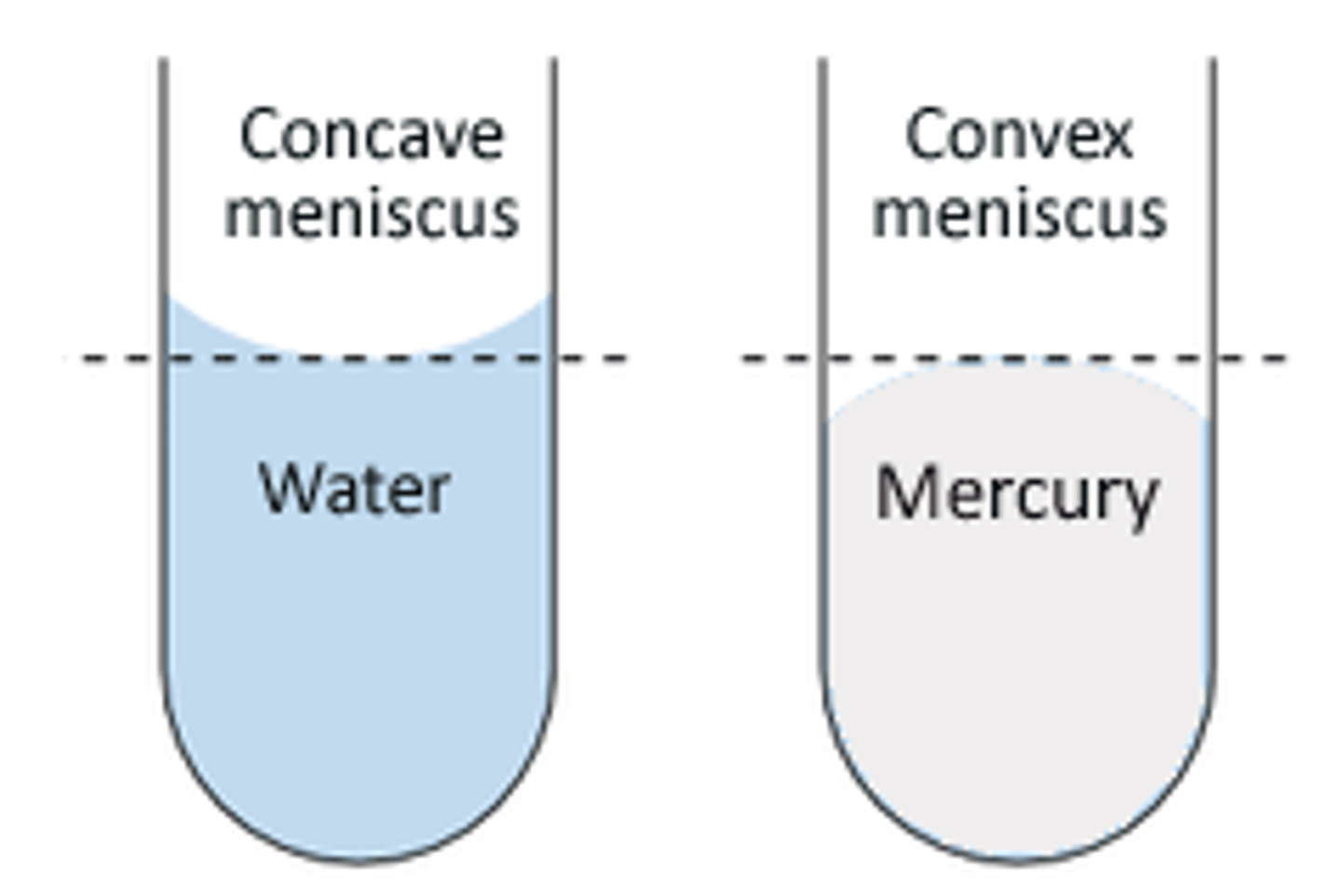<p>Concave menisci are characterized by the fluid being more attracted to the walls of the tube, so they are dominated by Adhesion.</p><p>Convex Menisci are characterized by fluid being more attracted to itself, so they are dominated by Cohesion.</p>