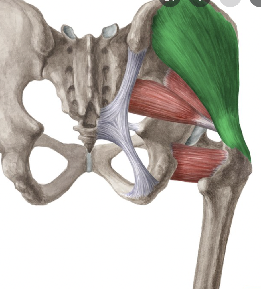 <p>origin : upper lateral surface of ilium insertion : trochanter of femur</p>