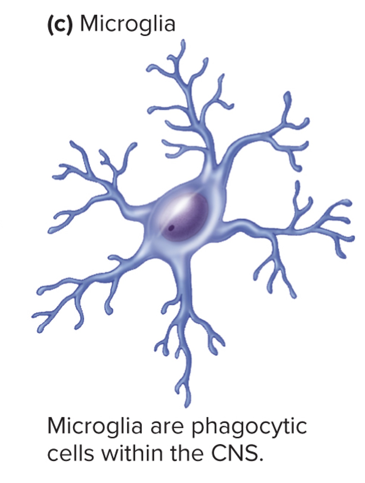 <p></p><p><span>•specialized CNS macrophages</span></p><p><span>•Respond to inflammation, phagocytize necrotic tissue, microorganisms, and foreign substances that invade the CNS.</span></p>