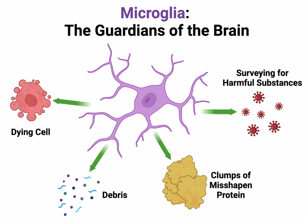 <p>Microglia </p>
