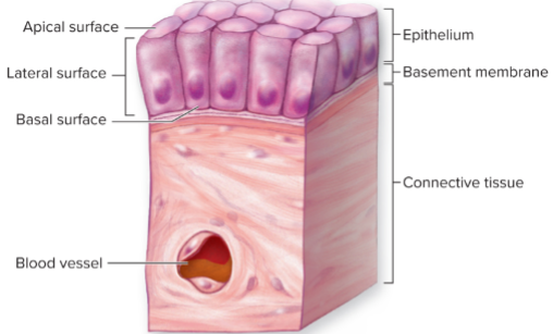 Epithelium Region