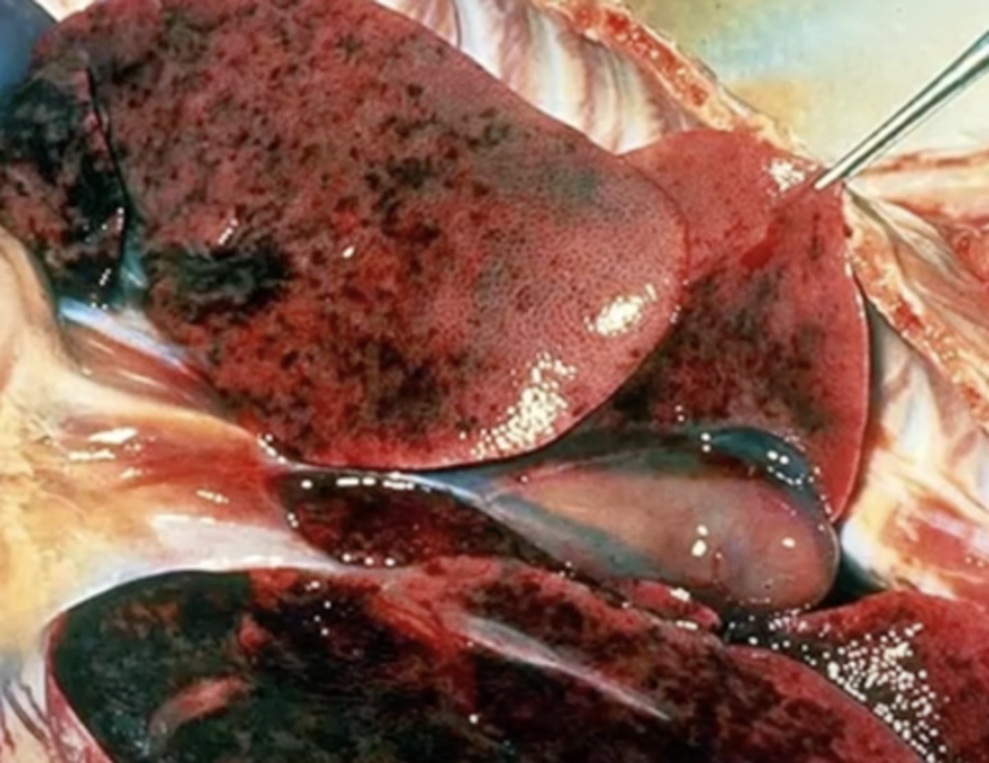 <p>What has caused this gross appearance of this pig liver?</p>