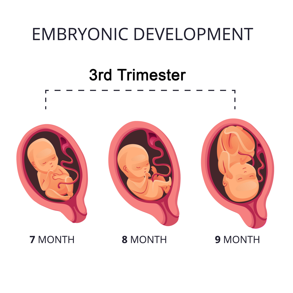 <p>7-8 M - rapid growth and brain development</p><p>9 M - active transport of antibodies to fetus</p><p>Less active due to less room, growth slows</p>
