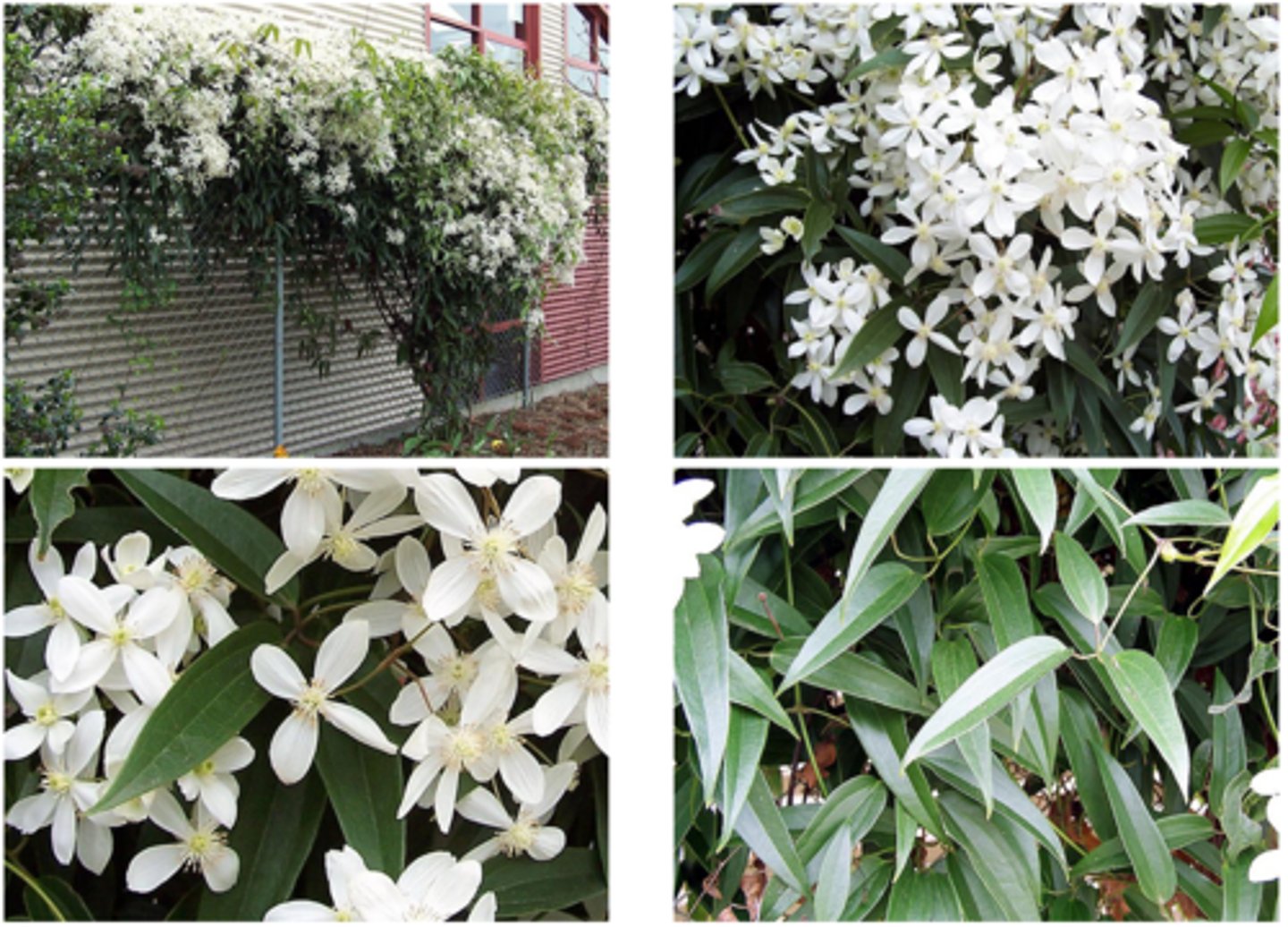 <p>Armand Clematis (Climber)</p>