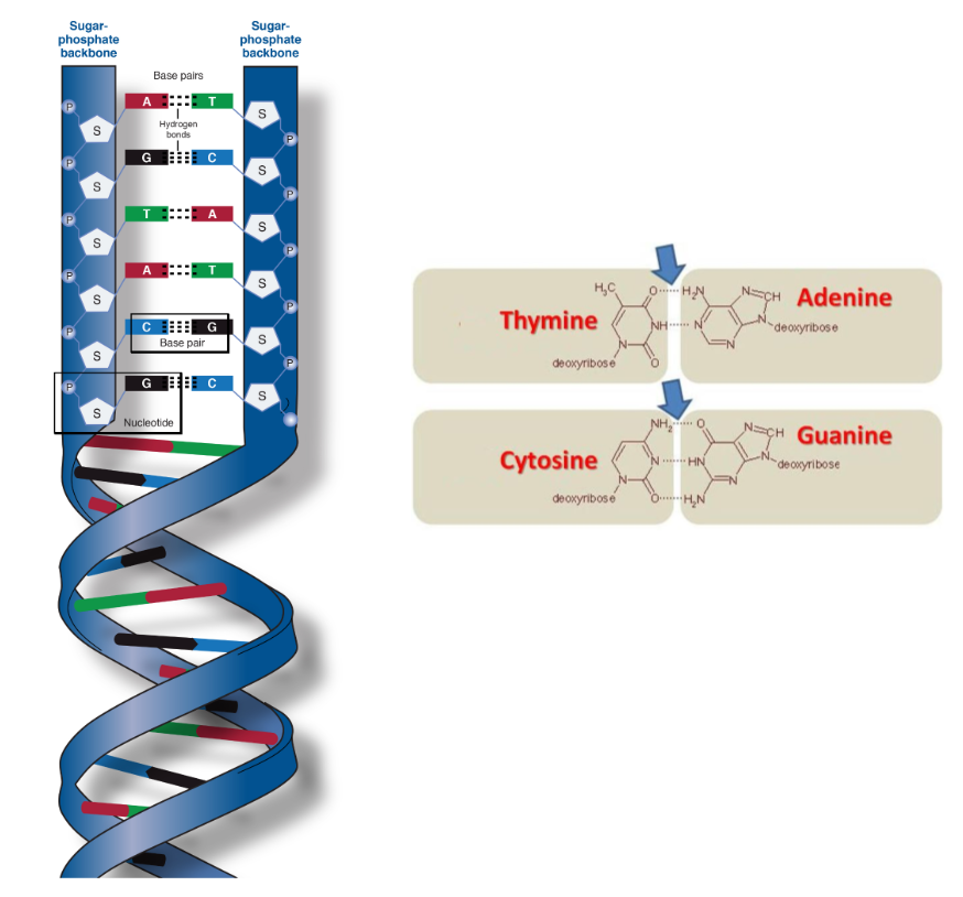 <p>Double helix</p><p>Sugar: Deoxyribose</p><p>Nitrogenous bases: Adenine - Thymine (2 hydrogen bonds), Cytosine - Guanine (3 hydrogen bonds)</p><p>Backbone: altering sugar and phosphate groups</p><p>Function: Stores genetic information (instructions for making proteins)</p>