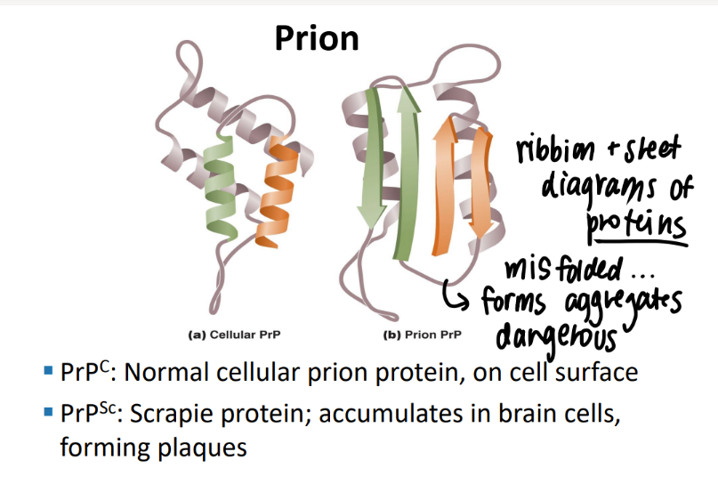 <p>PRP-C: normal cellular prion on cell surface </p><p>PRP-SC: SCrapie, misfolded → accumulates in brain cells to make plaques, dangerous </p>