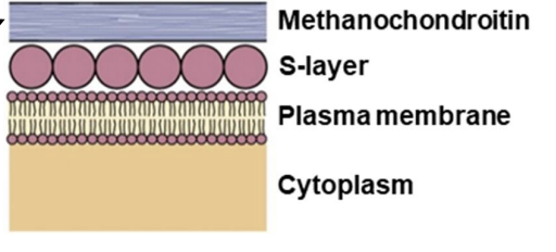 Polysacchride 