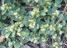 <p>Khaki Weed</p>