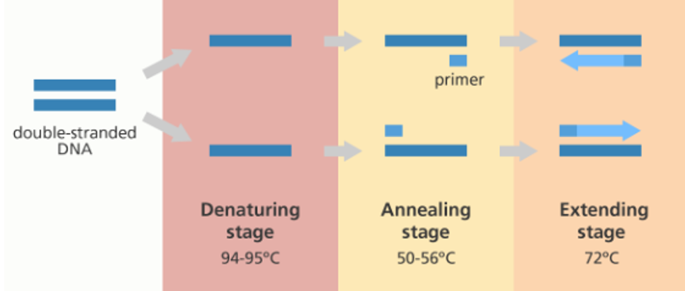 <p><strong>Annealing</strong></p><p class="MsoListParagraph">Short sections of DNA (primers) are bound to the separated strands once the DNA has been cooled to 55-65<sup>o</sup>C.</p>