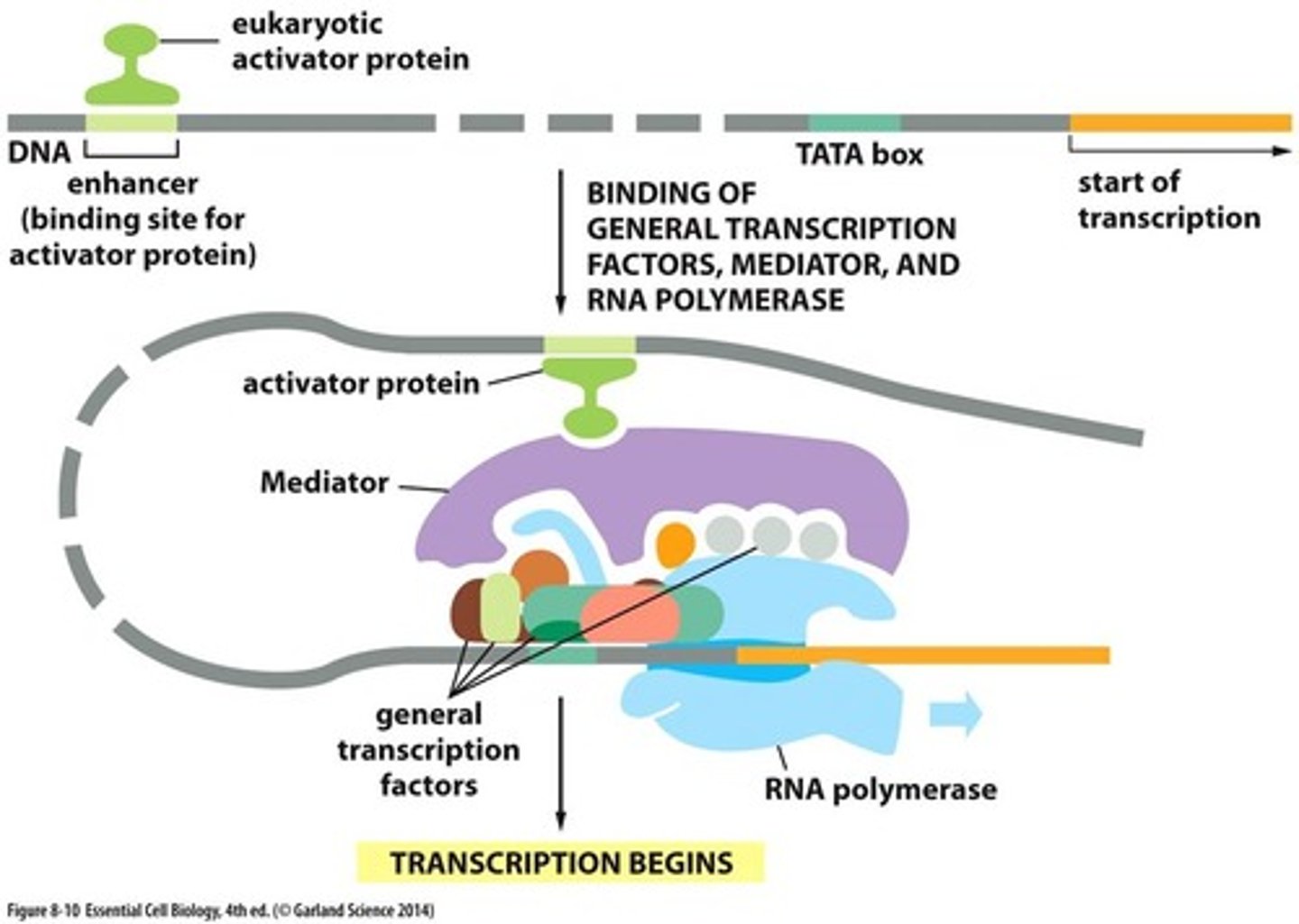 <p>Regions of DNA where factors that regulate transcription can also bind</p>