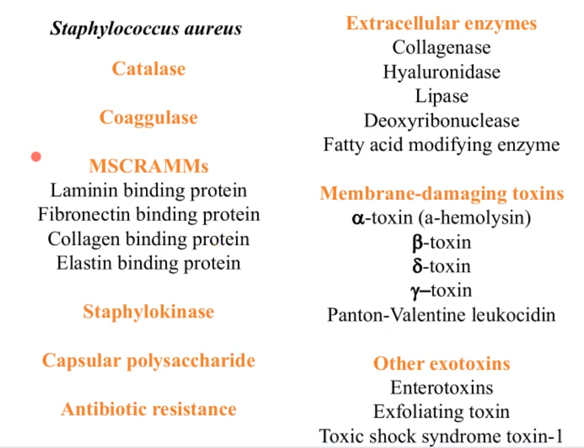 <p>it is a summary of the virulence factors of staphylococcus aureus without the specific details</p>
