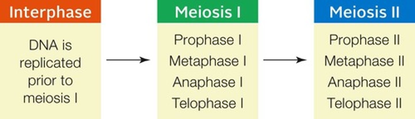 <p>It is a nuclear division mechanism that halves the diploid number of chromosomes to produce haploid gametes.</p>
