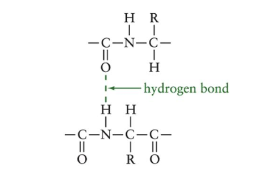 <ul><li><p>describes any regular folding patterns in the polypeptide backbone</p></li><li><p>stabilized by hydrogen bonds between N-H of amide from one part of the protein and the C=O from carboxylic acid in another part</p></li><li><p>alpha helix + beta sheet</p></li></ul>