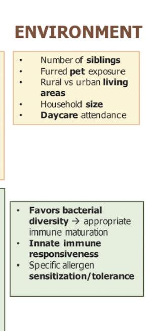 <ul><li><p>good for the baby/child to be exposed to more people outside of the home (such as at a daycare) because our body favors bacterial diversity</p></li></ul><p></p>