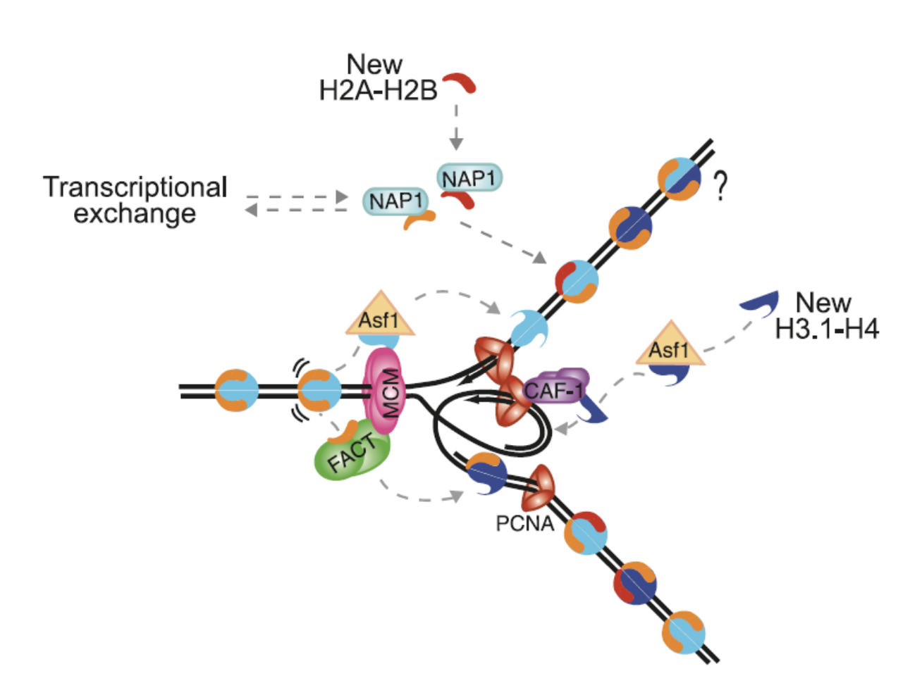 <ul><li><p>exchange (and evict) histones within assembled nucleosomes</p></li><li><p>utilising histone chaperones as co-factors</p></li></ul><p></p>