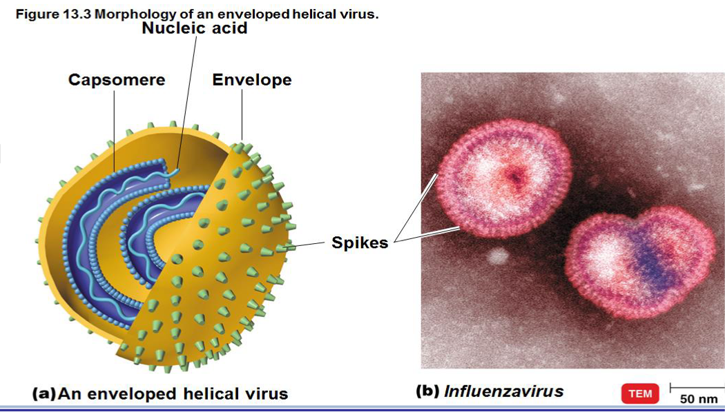 <ul><li><p>The viral envelope is derived from the <strong>host cell membrane </strong></p></li><li><p>Some animal viruses - *NOT on bacteriophages <span style="color: rgb(253, 8, 8);">b/c bacteria have cell walls </span></p><ul><li><p>Meaning bacteria can pierce bacterial cell walls while animal cells need that envelope to help fuse into the membrane(we don’t have cell walls) </p></li></ul></li><li><p>acquired when virus<span style="color: rgb(250, 9, 9);"> <strong>leaves or buds through the host cell </strong></span></p></li><li><p>exposed proteins on the outside envelope, called <span style="color: rgb(253, 12, 12);"><strong>spikes/peplomers</strong> </span>are essential for: <span style="color: rgb(248, 5, 5);"><strong>binding to receptor and infectivity of the host cell </strong></span></p></li><li><p>Those without an envelope =<span style="color: rgb(251, 6, 6);"> <strong>Naked viruses ‘</strong></span></p></li><li><p>NOTE: Proteins on nucleocapsid or envelope interact with complementary host cell receptors! </p></li></ul><p></p>