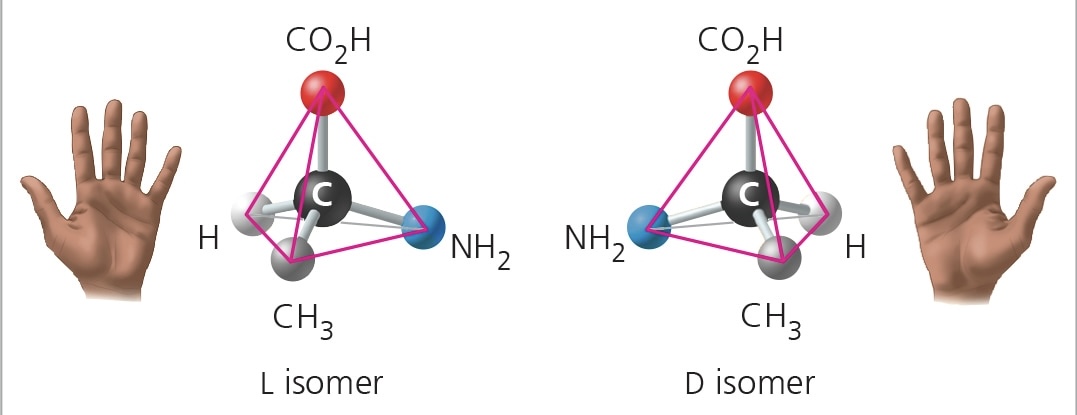 <p>isomers that are mirror images of each other and that differ in shape due to the presence of an <strong>asymmetric carbon</strong></p>