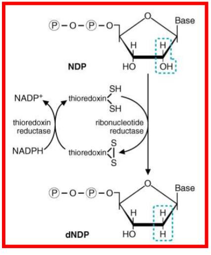 <p>one site is for the alosteric regulator</p><ul><li><p>ATP = activate</p></li><li><p>dATP = deactivate</p></li></ul><p>second site = substrate specificity</p><p></p>