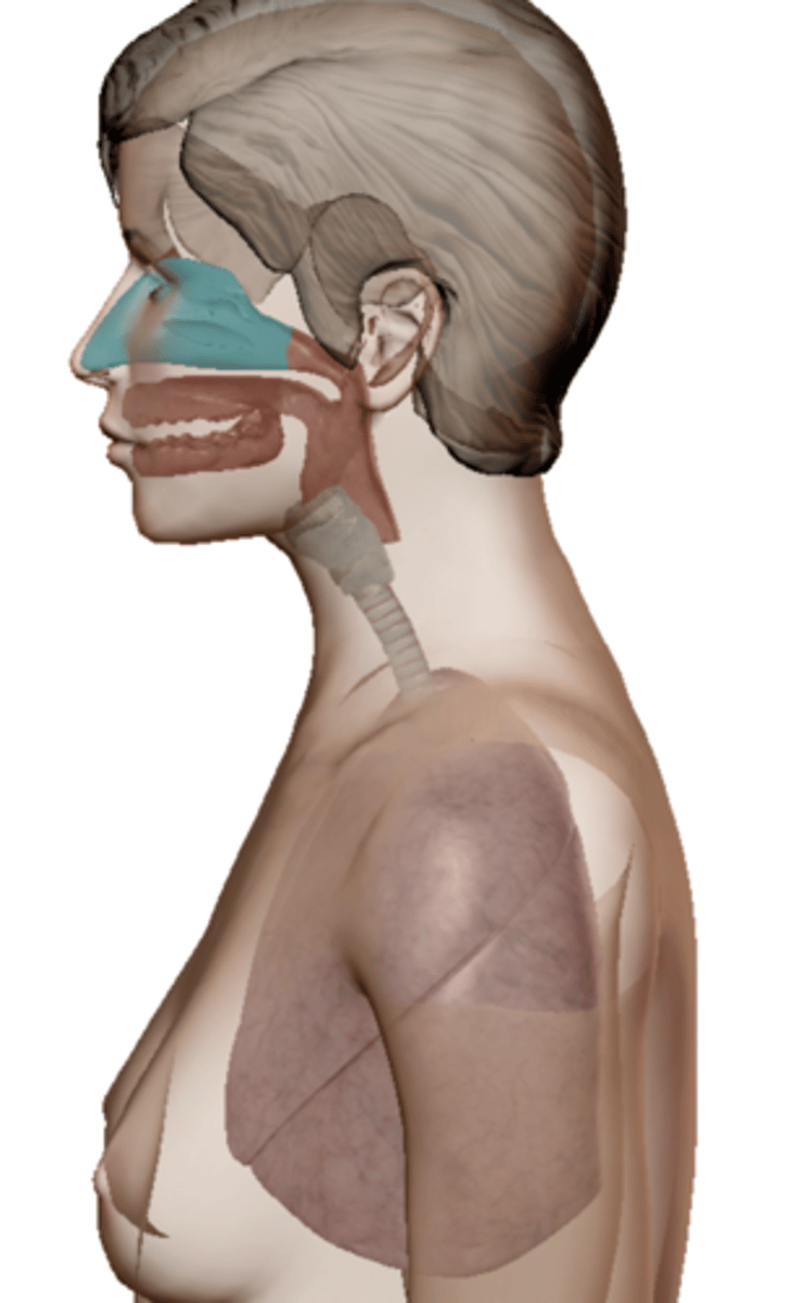 <p>Name the structure</p>