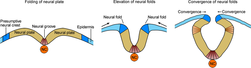 <p><span style="background-color: transparent;"><span> Groove closes into a tube.</span></span></p>