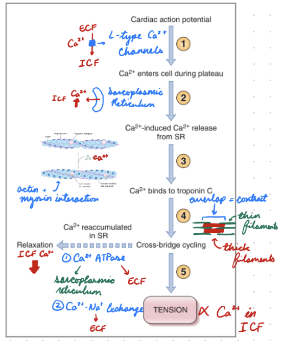 <p>Electrical depolarization initiates muscle contraction (tension)</p><ol><li><p>Cardiac action potential initiated in myocardial cell membrane</p></li></ol><ul><li><p>Ca2+ flow into cell through L-type Ca2+ channels (ECF → ICF)</p></li></ul><ol start="2"><li><p>Ca2+-induced Ca2+ release</p></li></ol><ul><li><p>Increased Ca2+ in cell triggers more Ca2+ release from sarcoplasmic reticulum</p></li><li><p>Plateau phase</p></li></ul><ol start="3"><li><p>Ca2+ bind troponin C</p></li></ol><ul><li><p>Move tropomyosin for myosin + actin cross-bridging</p></li></ul><ol start="4"><li><p>Cross-bridge cycling</p></li></ol><ul><li><p>Thin + thick filaments overlap = Tension</p><ul><li><p>Continue until Ca2+ releases troponin C</p></li></ul></li><li><p>Use ATP</p></li></ul><ol start="5"><li><p>Tension</p></li></ol><ul><li><p>Tension magnitude proportional to intracellular Ca2+ concentration</p></li><li><p>Increase Ca2+ = Increase contraction force</p></li></ul><ol start="6"><li><p>Ca2+ removal</p></li></ol><ul><li><p>Ca2+ ATPase:</p><ul><li><p>Ca2+ back into sarcoplasmic reticulum</p></li><li><p>Remove plateau Ca2+ into ECF</p></li></ul></li><li><p>Ca2+-Na+ Exchange:</p><ul><li><p>Remove plateau Ca2+ into ECF</p></li></ul></li><li><p>Ca2+ dissociates from troponin C = No actin-myosin interaction = Muscles relax</p></li></ul><p></p>