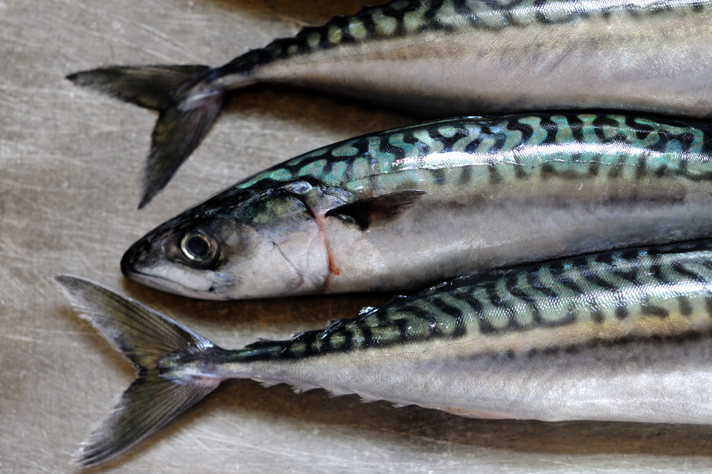 <p>mackerel</p>