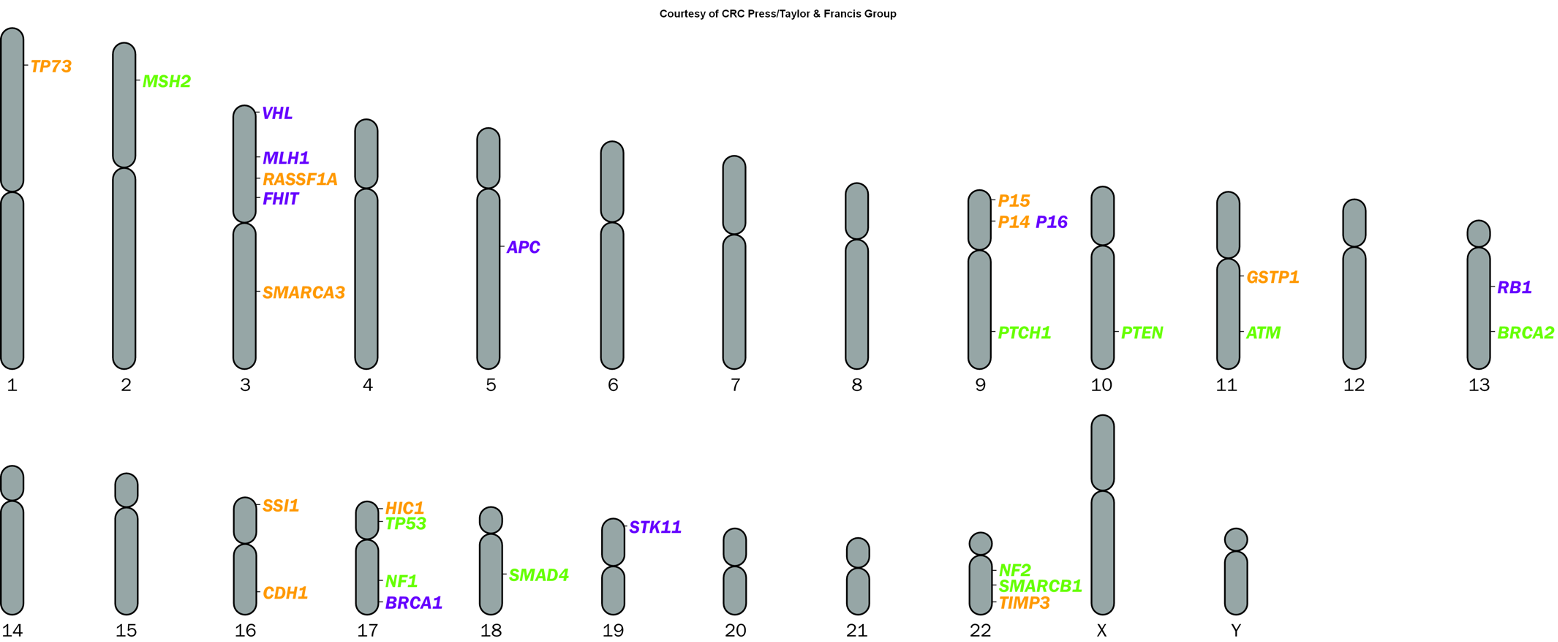 <p><span>•Through mutation</span></p><p><span>•Often silenced epigenetically through methylation</span></p><p><span>or histone modification, reducing the expression of crucial genes that control cell growth and division. </span></p>