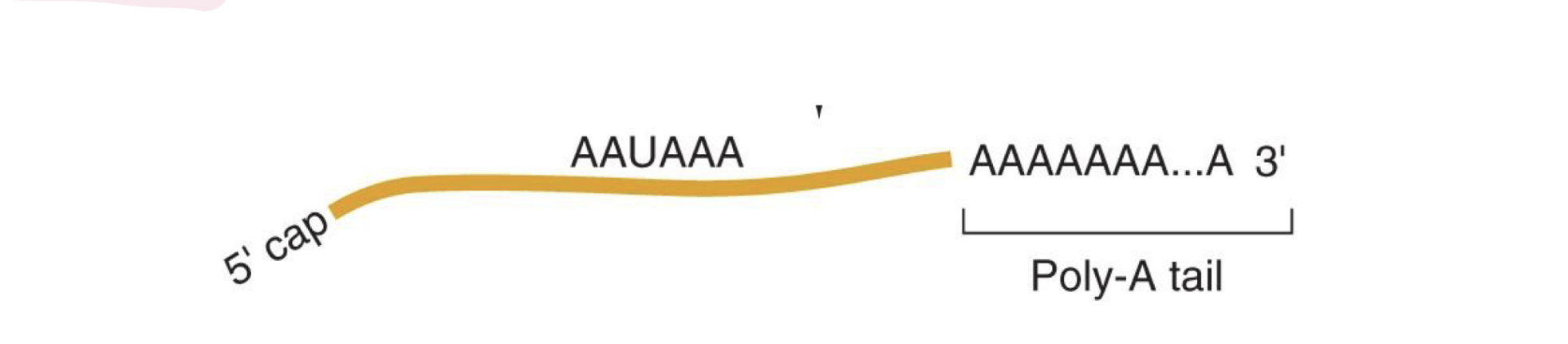 <p><strong>capping enzyme</strong> → adds guanidine triphosphate (the nuc) in reverse oriegntation to the 5’ end after polymerization of the transcript’s first few nucleotides</p><ul><li><p>that guanine is <strong>NOT encoded for by the gene</strong></p></li></ul><p></p><p><strong>methyl transferases</strong> then add methyl groups to the backwards G and one or more of the succeeding nucs in the RNA</p><ul><li><p>it is critical for efficient  translation, transportation out of nucleus, and preventing degredation by exonuclease (things that break down nucleic acids) </p></li></ul><p></p>