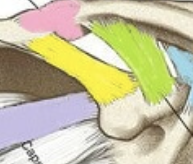 <p>(yellow highlight)</p>