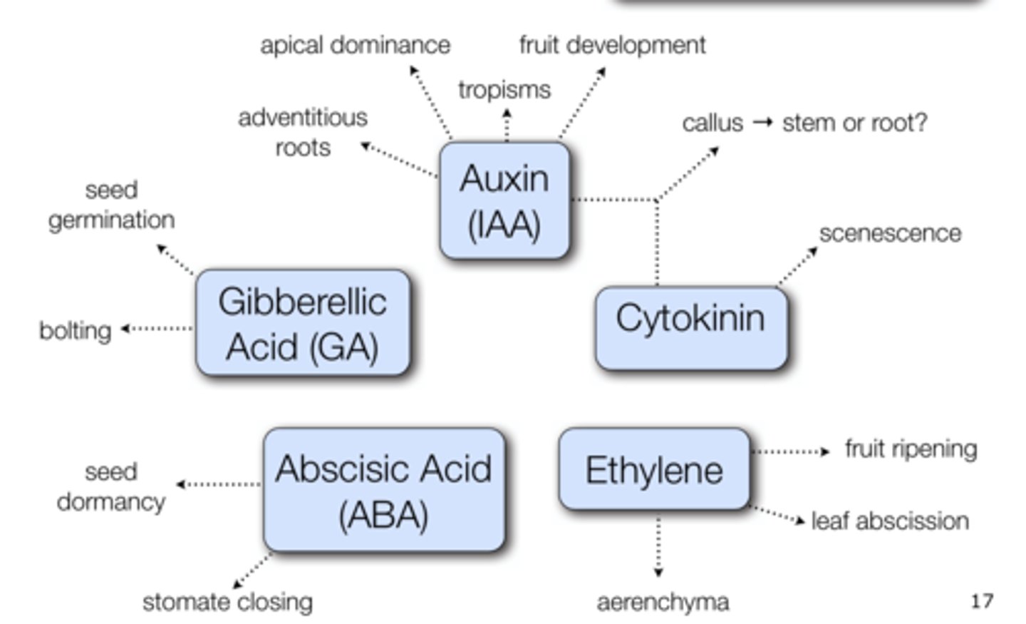 <p>phytohormones are plant hormones that regulate physiological processes including growth, development, ripening, flowering, reproduction, pathogen protection and death</p><p>they act as chemical messengers</p><p>secreted in almost all parts of the plant and transported to specific regions via vascular tissues like xylem and phloem</p>
