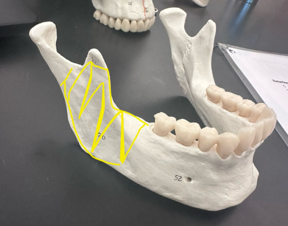 <p>What is highlighted in yellow?</p>