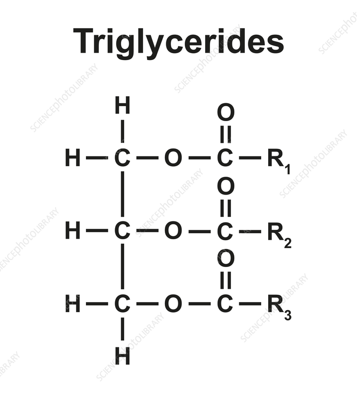 <p>type of fat that stores energy in the body</p>