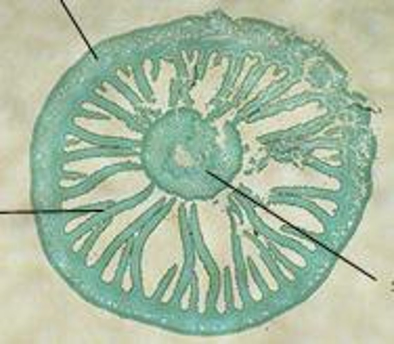 <p>Bläcksvamp, Tvärsnitt genom hatt och fot: lameller/skivor, basidier, basidiesporer</p>