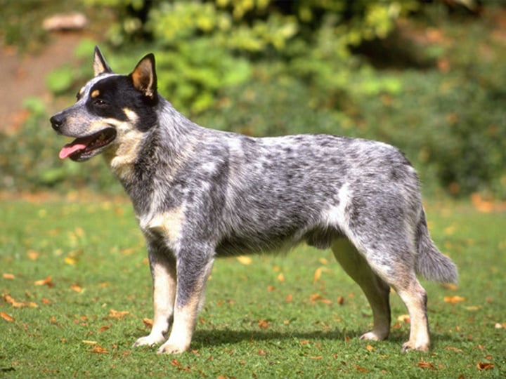 <p>- Herding group<br>- 18-20 inches<br>- 35-50 pounds<br>- Blue, Blue Mottled, Blue Speckled, Red Speckled, Red Mottled</p>