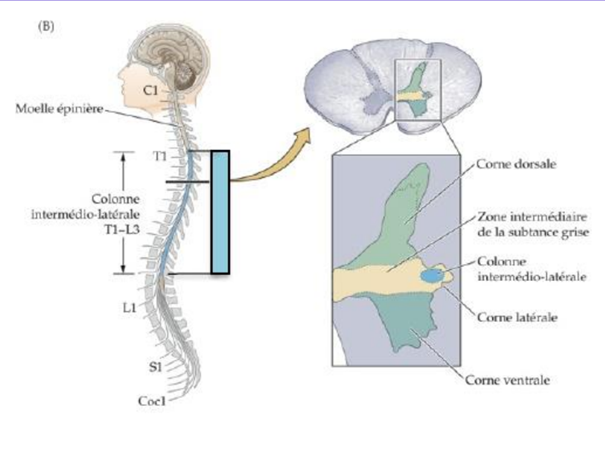 -mobilise les ressources de l'organisme afin d'augmenter ses performances dans des situations qui représentent une menace ou un défi
-favorise le catabolisme
-il prépare les individus à se battre ou à fuir
activation : 
-activation des neurones pré-ganglionnaires (dans le système nerveux central) dans la corne latérale de la moelle (colonne intermédio-latérale) du niveau T1 à L3 
-puis activation des neurones moteurs (à l'extérieur du système nerveux central) des ganglions sympathiques paravertébraux (chaine sympathique latérale) ganglionnaire
-le ganglion sympathique paravertébrale est plus proche de la moelle, du SNC, que de sa cible