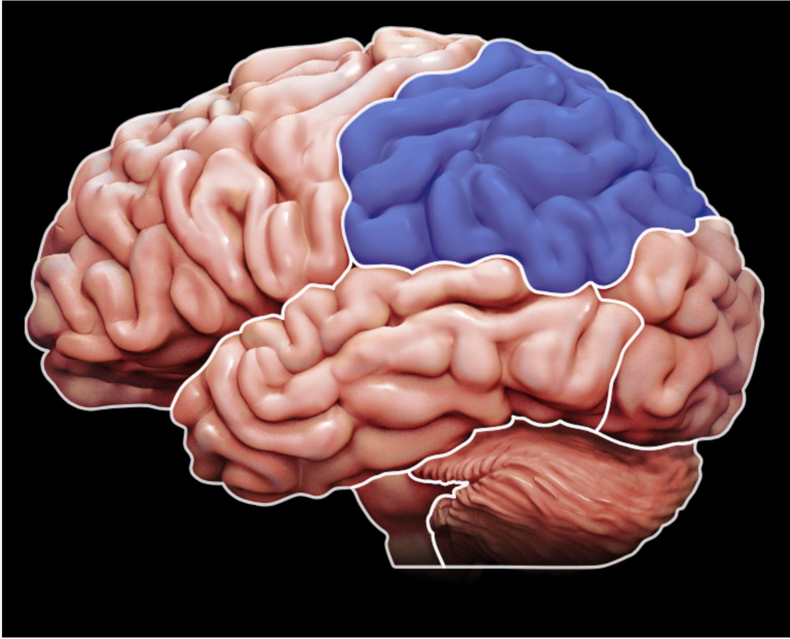 <p>what part of the brain is this?</p>