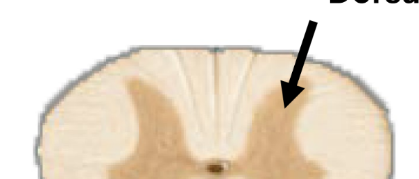 <p>cell bodies for sensory neurons</p>