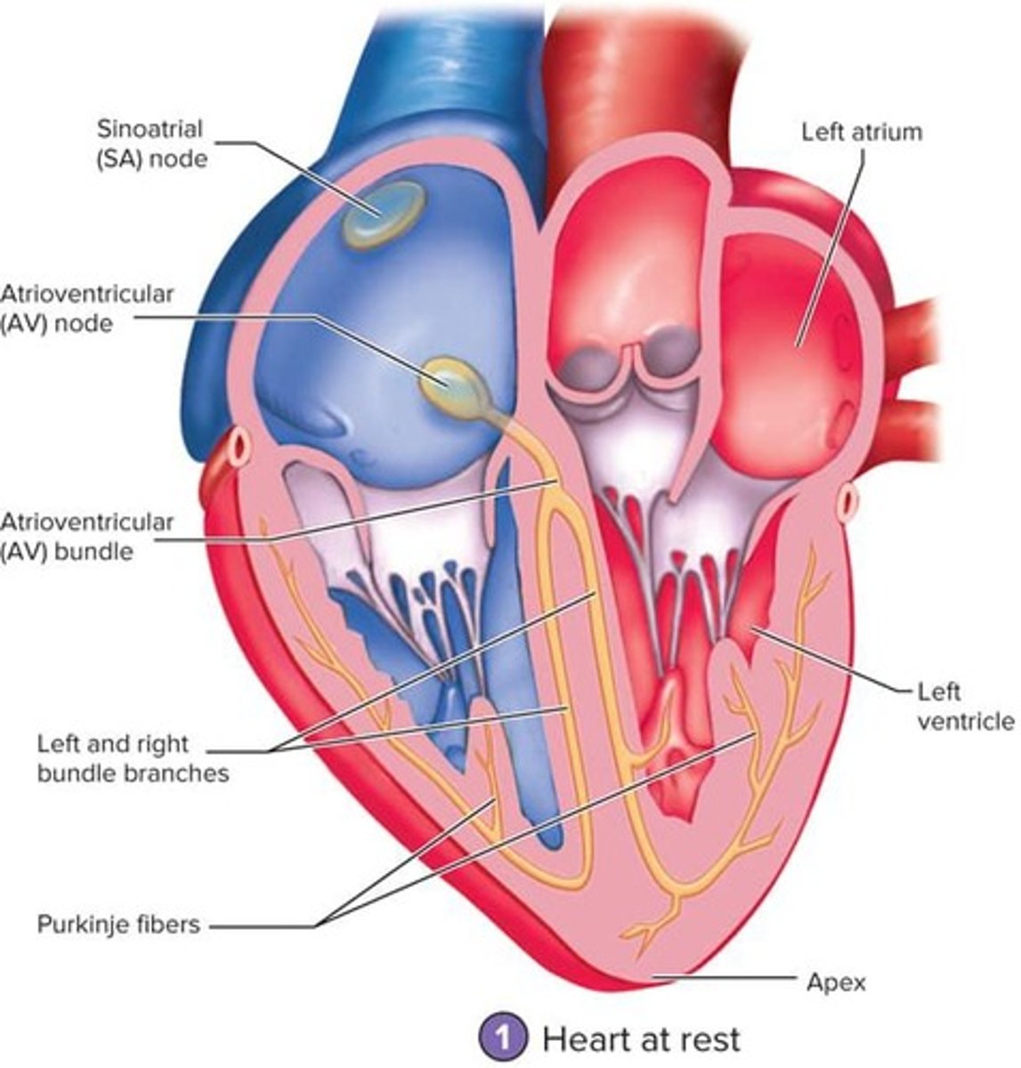 <p>SA node → AV node → AV bundle → bundle branches → Purkinje fibers.</p>