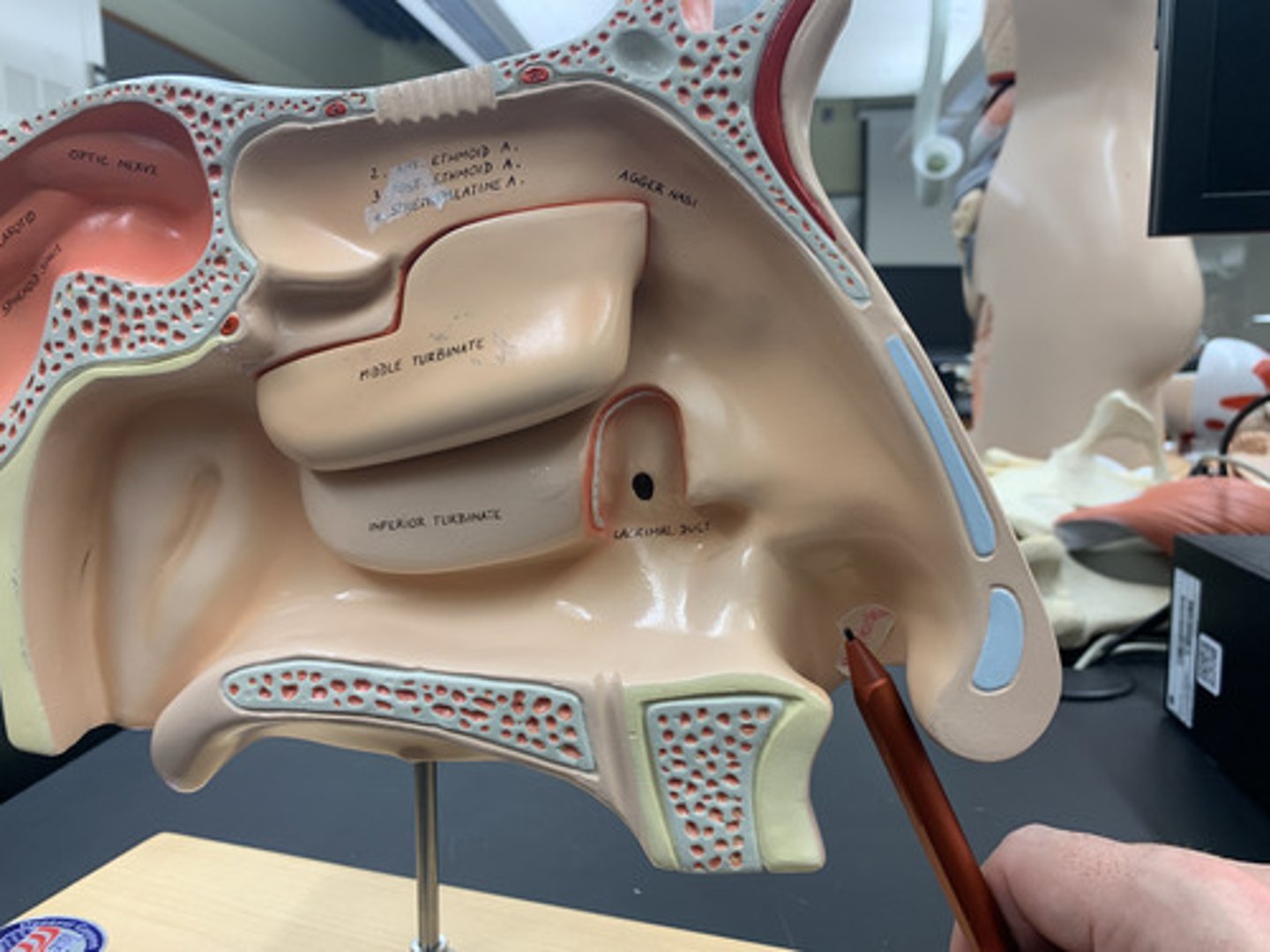 <p>space contained within the flexible tissues of the nose</p>