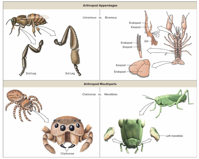 <p>uniramous (one tip legs) Biramous (multiple tip legs) Chelicerae (pinchers by mouth) Mandibles (by mouth)</p>