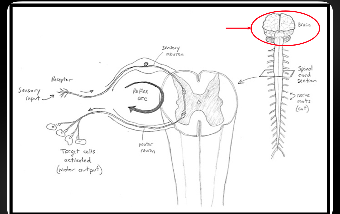 <p>Control center of CNS; responsible for consciousness, memory, learning, sensation, and voluntary movement</p>
