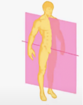 **Midsagittal plane** 