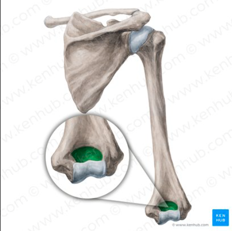 <p>What part of the humerus is this?</p>