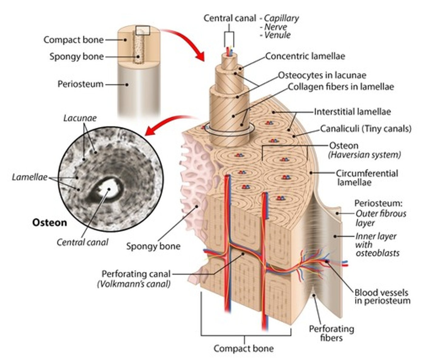<p>The basic unit of compact bone, also known as a Haversian system, consisting of cylindrical structures running parallel to the diaphysis, very small in diameter</p>