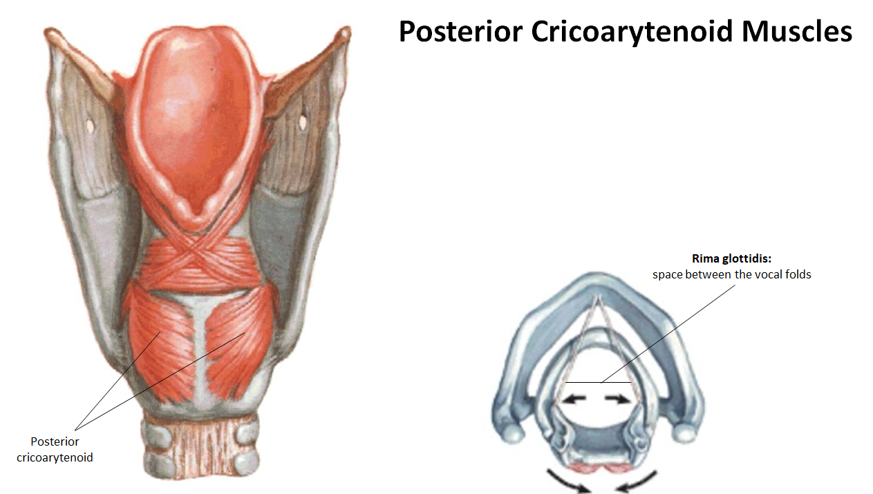 <p>What is the<strong> action and innervation</strong> of the<strong> posterior cricoarytenoid muscles?</strong></p>