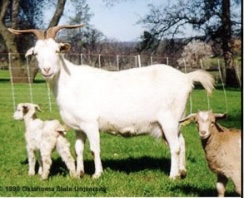 <p>GOAT BREEDS: what is the breed, origin, color, ears, horns, traits?</p>