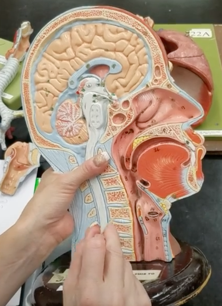 <p>Name of bottom portion of pharynx</p>