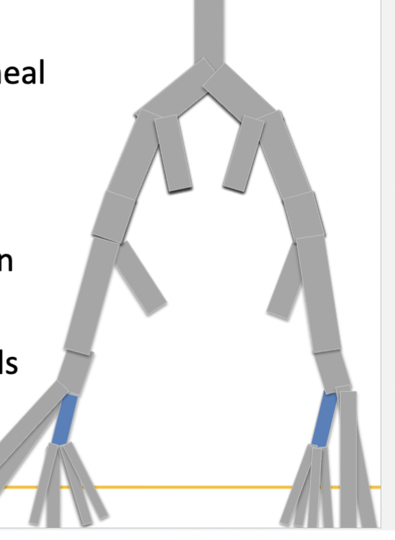 <p>Based on this image what is being shown? what vessels does it bifuricate into? </p>